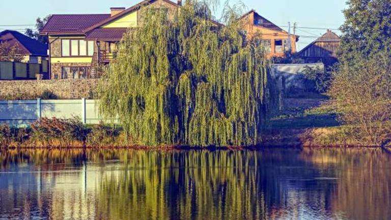 Чи можна садити вербу біля хати: народні прикмети, наукові факти та практичні поради