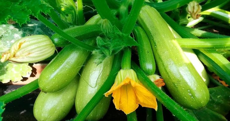 Біля чого садити кабачки: найкращі сусіди для багатого врожаю