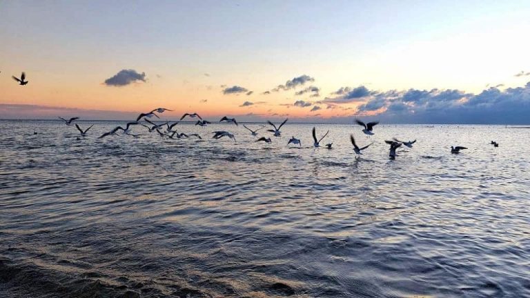 Температура води в морі Одеса: повний гід 2026