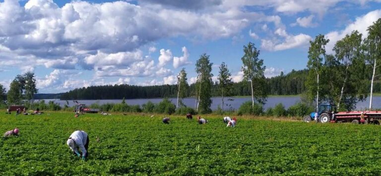 Збір полуниці в Фінляндії зарплата: реальні цифри та умови сезону 2026